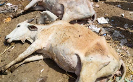 राजस्थान के श्रीगंगानगर में गोशाला में 100 से अधिक गायों की दर्दनाक मौत: लापरवाही और अनुदान के दुरुपयोग के गंभीर आरोप