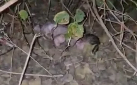 झालावाड़ में झाड़ियों में मिला नवजात शिशु: स्थानीय लोगों की सतर्कता से बची जान, अस्पताल में चल रहा इलाज