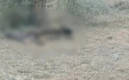 बालोतरा में लापता युवक का कंकाल मिलने से सनसनी: 150 मीटर दूर कटा हुआ हाथ का पंजा मिला, मानसिक रूप से कमजोर बुटाराम की मौत का रहस्य गहराया