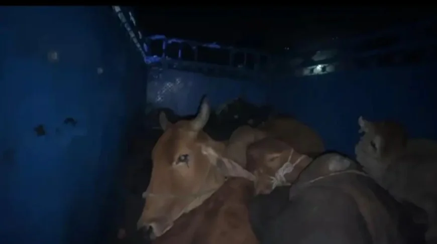 राजस्थान के डीग जिले में गौ-तस्करों का ड्रामाई पीछा: 10 किमी तक चिंगारियाँ उड़ती रहीं, पुलिस ने टक्कर मारकर रोका, 7 गायें बचाईं