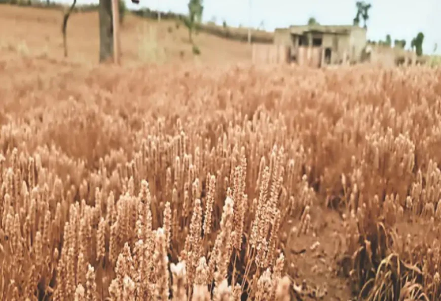 किसानों को बड़ी राहत: बाड़मेर में 1.10 लाख किसानों के खातों में 21 दिसंबर से आएंगे 261 करोड़ रुपये