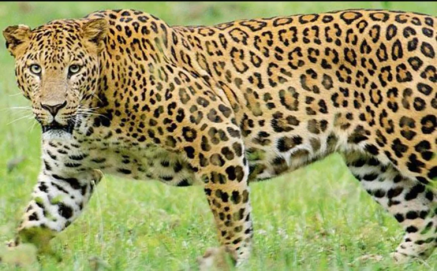 उदयपुर में लेपर्ड की दहशत: घर में घुसकर महिला के सामने आया, फिर पड़ोसी मकान में भागा