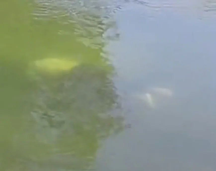 कोटा में नहर में युवक का शव बरामद: पूजा सामग्री विसर्जन के दौरान पैर फिसलने से हुआ हादसा, 10 किमी दूर मिली लाश