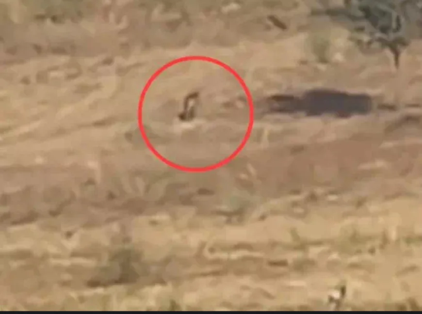 चूरू में तेंदुए का हमला: सरसों के खेत में छिपकर बैठा था, दो युवकों पर किया अचानक वार