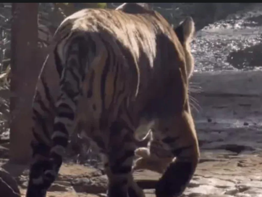 रणथंभौर की मशहूर बाघिन सुल्ताना ने फिर बनाया मां बनने का रिकॉर्ड: दो नन्हे शावकों को मुंह में दबाकर घूमती रही, मंदिर मार्ग आधे घंटे बंद