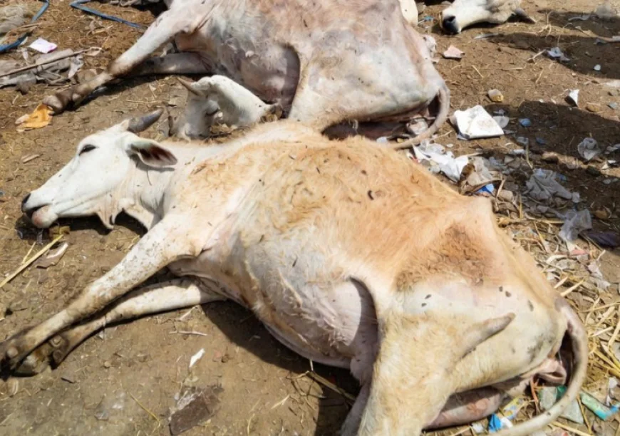 राजस्थान के श्रीगंगानगर में गोशाला में 100 से अधिक गायों की दर्दनाक मौत: लापरवाही और अनुदान के दुरुपयोग के गंभीर आरोप