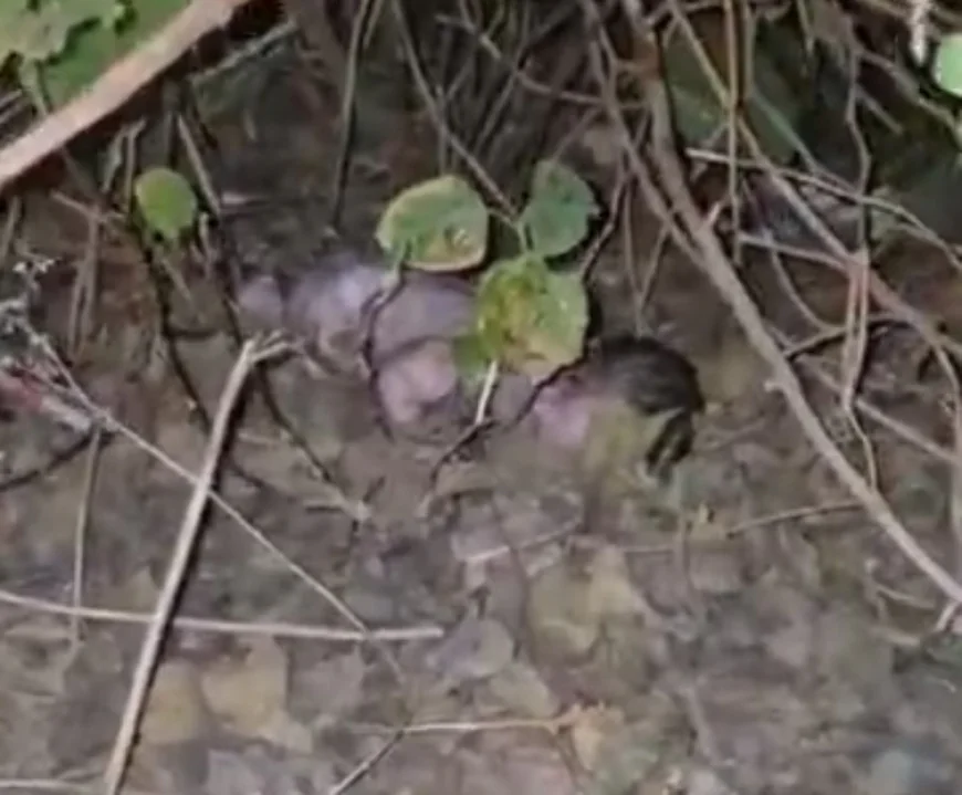 झालावाड़ में झाड़ियों में मिला नवजात शिशु: स्थानीय लोगों की सतर्कता से बची जान, अस्पताल में चल रहा इलाज