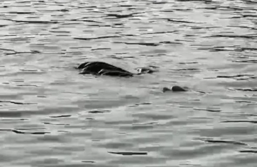 जोधपुर के भीतरी शहर में स्थित गुलाब सागर तालाब में 20 वर्षीय युवक ने कूदकर की आत्महत्या.