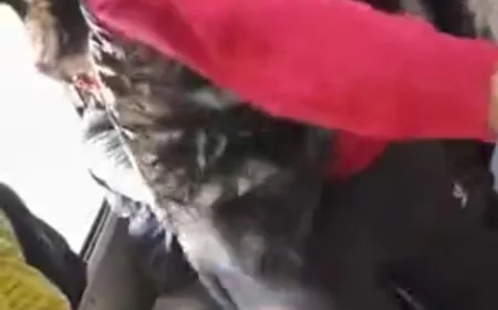 ट्रेन में सीट विवाद पर युवक पर 10 से ज्यादा लोगों ने किया हमला: गोल्डन टेंपल एक्सप्रेस में हिंसक मारपीट, वीडियो वायरल