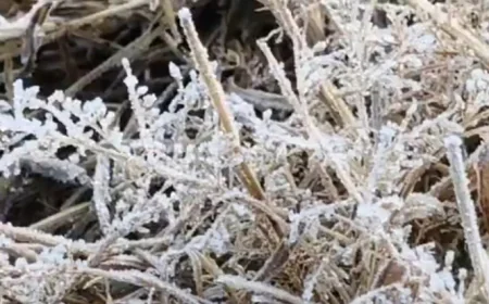 राजस्थान में कड़ाके की सर्दी: माउंट आबू में तापमान -7 डिग्री पहुंचा, बर्फ जमी, आंधी-बारिश और कोहरे की चेतावनी जारी