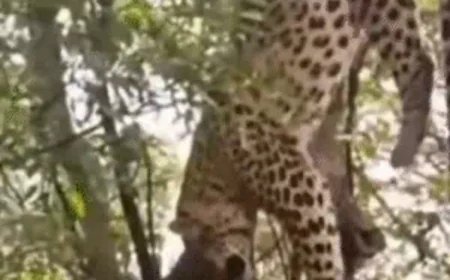 फंदे पर उल्टा लटका मिला लेपर्ड, तड़प-तड़पकर मौत: 3-4 घंटे तक पेड़ पर फंसा रहा, वन विभाग पर मामला दबाने का आरोप