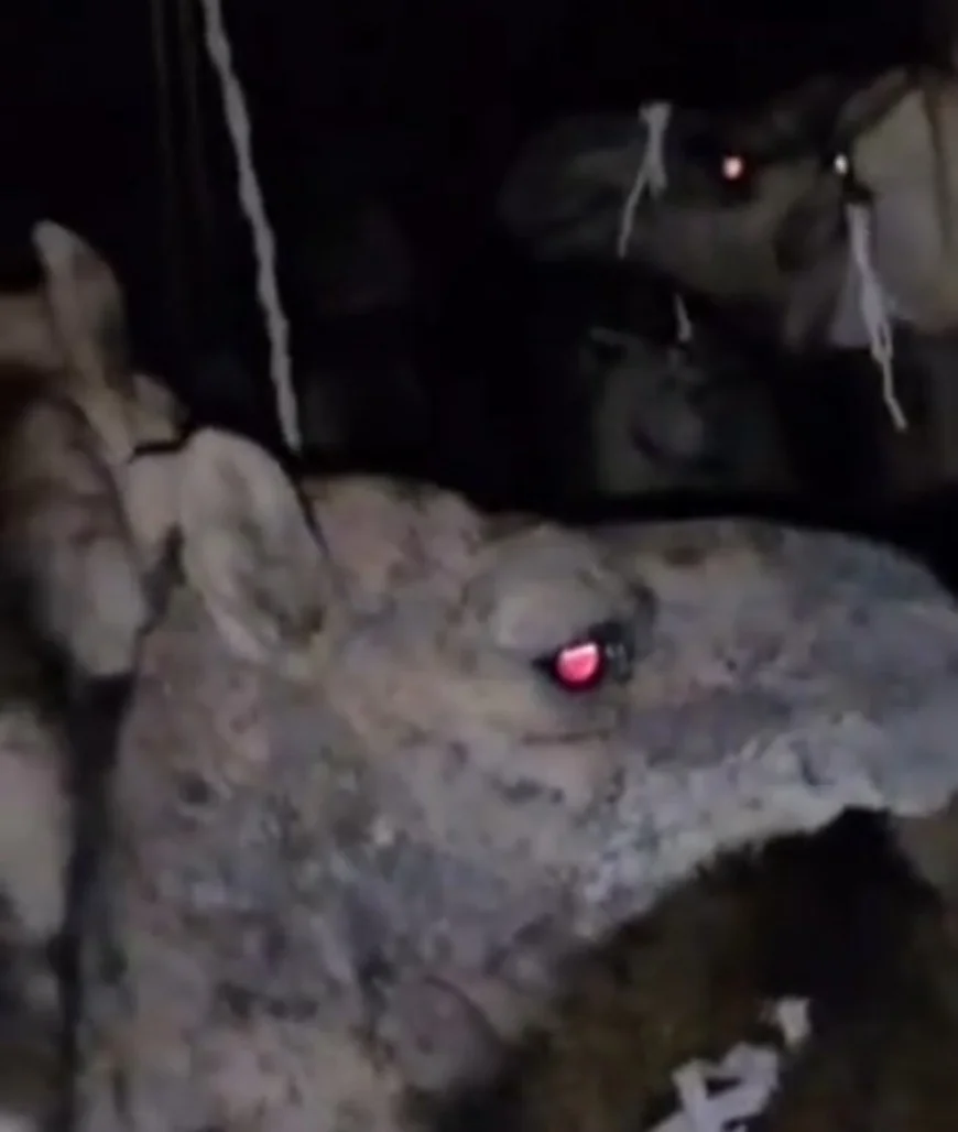 बाड़मेर में ऊंट तस्करी का बड़ा मामला: पंजाब नंबर के ट्रक में ठूंसकर भरे 17 ऊंट, ग्रामीणों की सतर्कता से पकड़ा गया