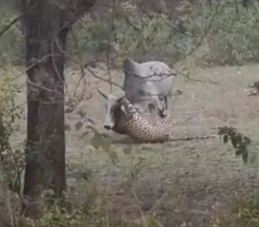 बैल की हिम्मत ने लेपर्ड को मात दी: 35 सेकंड तक गर्दन पकड़कर लटका रहा शिकारी, लेकिन संघर्ष से मिली नई जिंदगी