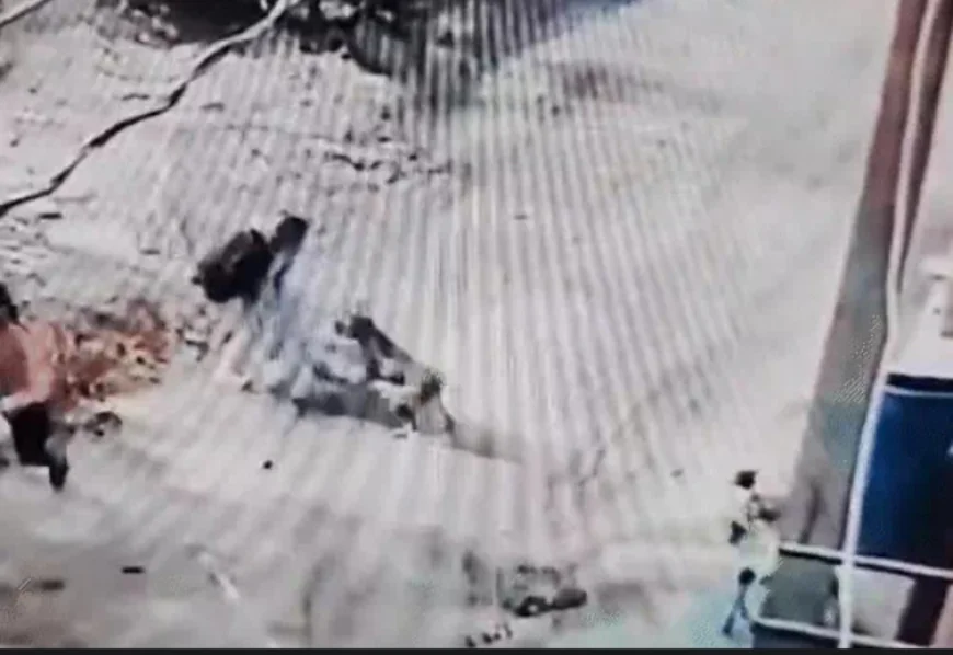 सवाई माधोपुर में मां की बहादुरी: आवारा कुत्ते से डेढ़ साल की बेटी को बचाने के लिए कुत्ते से भिड़ी महिला, वीडियो में देखें दिल दहला देने वाला मंजर