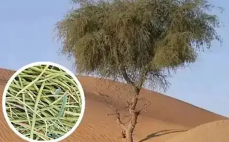 बीकानेर में खेजड़ी बचाओ आंदोलन: खुद को रेलिंग से बांधकर प्रदर्शन, संतों की कड़ी चेतावनी - "कानून नहीं बना तो हालत खराब कर देंगे"