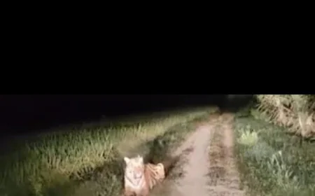 देर रात बाड़मेर के मतुजा हाथीसिंह गांव में पैंथर की मौजूदगी, गांव में फैली सनसनी