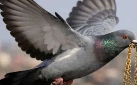 राजस्थान में अनोखी चोरी: कबूतर ने चोंच में दबाकर उड़ाई 1 लाख की सोने की चेन, फिर छत पर गिराकर लौटाई – पूरी घटना