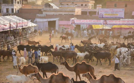 जालोर के सायला में मां कात्यायनी देवी राज्य स्तरीय पशु मेला: 15 से 19 फरवरी 2026 तक होगा भव्य आयोजन