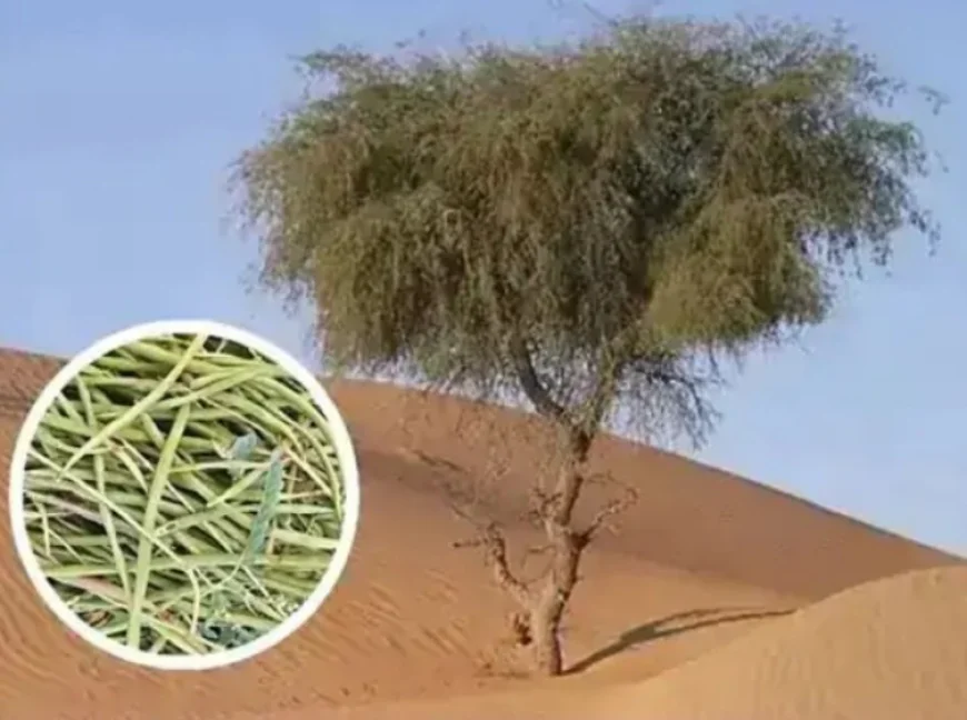 बीकानेर में खेजड़ी बचाओ आंदोलन: खुद को रेलिंग से बांधकर प्रदर्शन, संतों की कड़ी चेतावनी - "कानून नहीं बना तो हालत खराब कर देंगे"