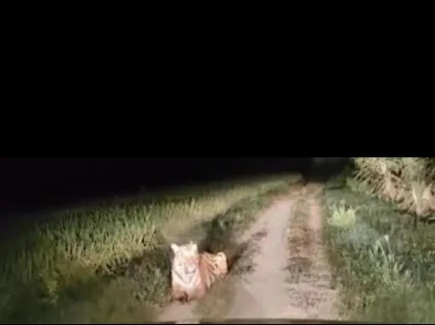 देर रात बाड़मेर के मतुजा हाथीसिंह गांव में पैंथर की मौजूदगी, गांव में फैली सनसनी