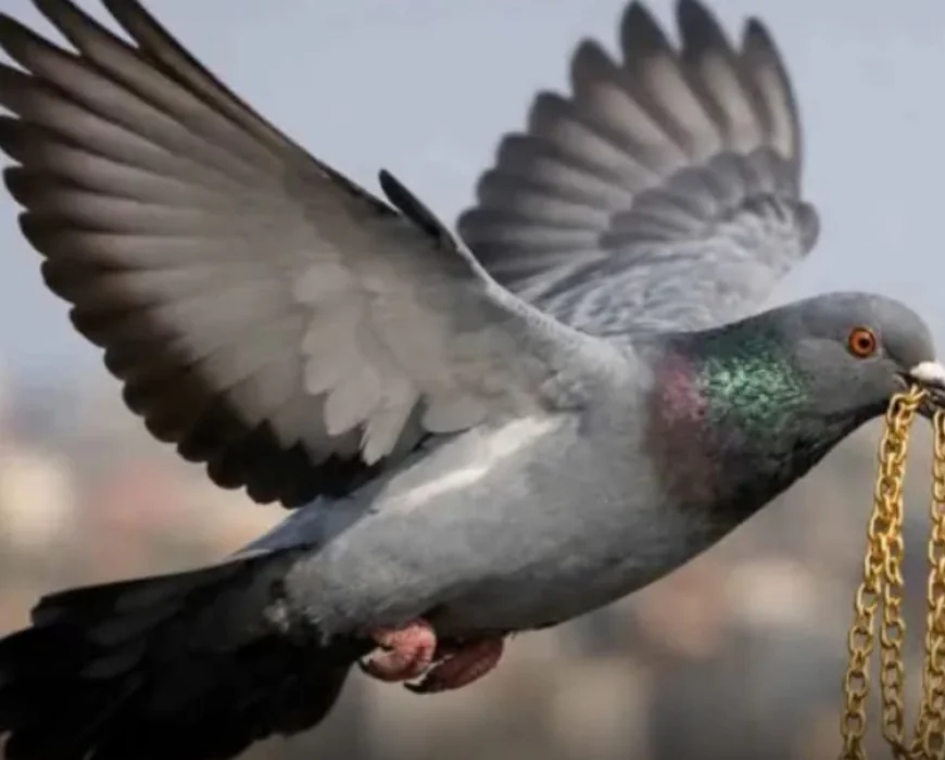 राजस्थान में अनोखी चोरी: कबूतर ने चोंच में दबाकर उड़ाई 1 लाख की सोने की चेन, फिर छत पर गिराकर लौटाई – पूरी घटना