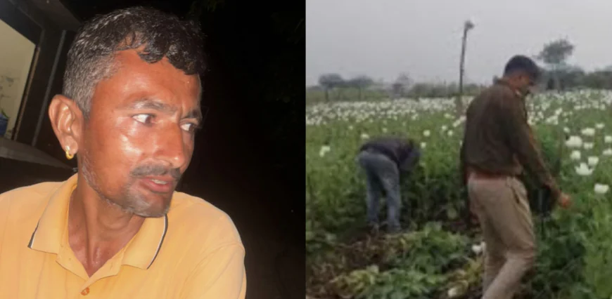 खेत में चल रही अवैध डोडा पोस्त की खेती का भंडाफोड़, लाखों की नकदी जब्त...