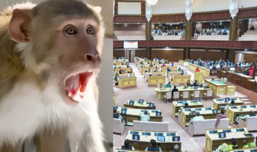 राजस्थान विधानसभा में गूंजा ‘बंदरों का आतंक’ मुद्दा  शहरों की ओर पलायन, जिम्मेदारी तय करने और स्थायी समाधान पर हुई गंभीर चर्चा..