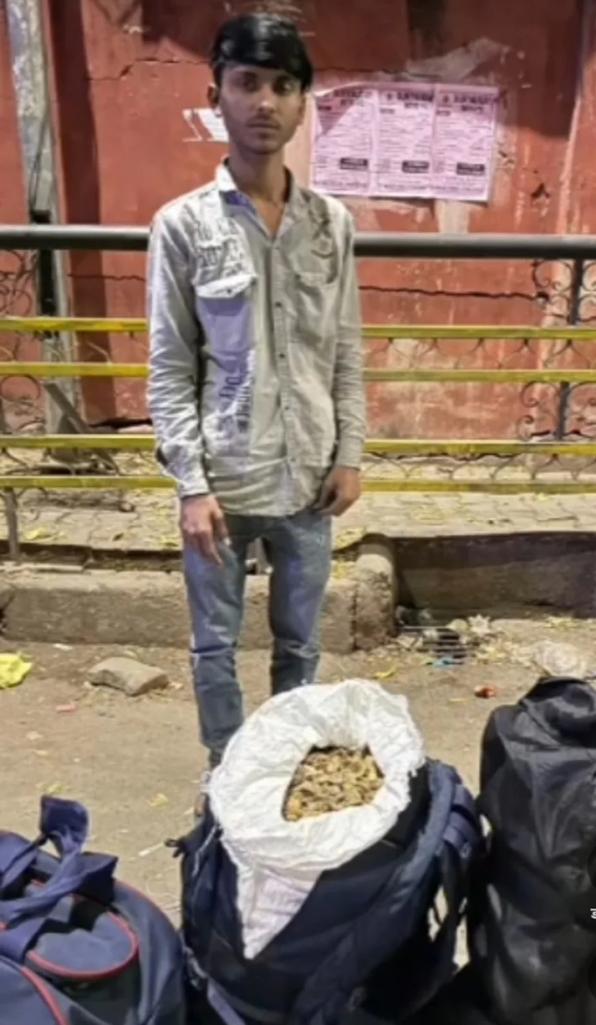 जयपुर पुलिस की बड़ी कार्रवाई: तीन बैगों में छिपाकर लाया 28 किलो डोडा-पोस्त, भीलवाड़ा से सप्लाई करने आया युवक गिरफ्तार