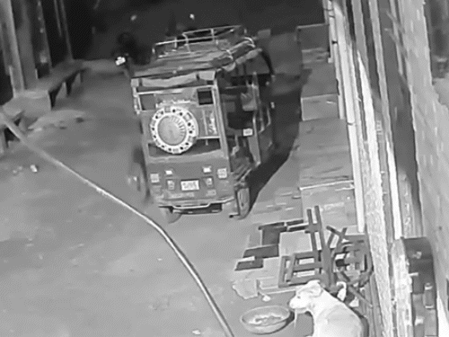 जयपुर के रेजिडेंशियल इलाके में टहलता दिखा तेंदुआ; कुत्ते ने भौंककर भगाया, वन विभाग ने जारी किया अलर्ट