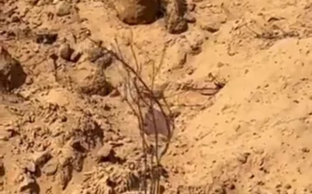 भरतपुर के चरागाह में दबा मिला रहस्यमयी शव: हाथ-पैर बाहर निकले, सनसनी फैली, पुलिस जांच में जुटी