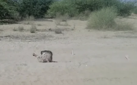 गुड़ामालानी में लूणी नदी से युवक का संदिग्ध शव बरामद, पास में बजरी से भरा ट्रैक्टर खड़ा मिलने से मचा हड़कंप