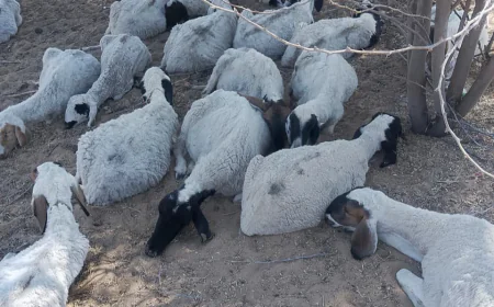 बालोतरा में जहरीले पानी से पशुओं की मौत, दर्जनों भेड़ें और गायें मरी  कई पशु अब भी गंभीर...