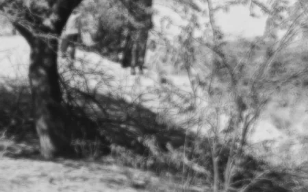 बाड़मेर में प्रेम प्रसंग का दुखद अंत: युवक और विवाहित महिला ने बबूल के पेड़ से लगाई फांसी, एफएसएल टीम ने किया मौके का निरीक्षण