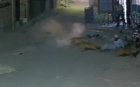 नागौर में आवारा कुत्तों का आतंक: बच्चे का पैर पकड़ा, युवक को जमीन पर गिराकर नोचने की कोशिश; कई महीनों से मचा है दहशत