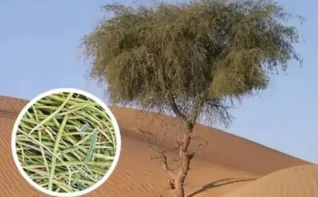 खेजड़ी बचाने के लिए कानून बनाएगी राजस्थान सरकार: जोगाराम पटेल की अध्यक्षता में कमेटी गठित, एक महीने में ड्राफ्ट सौंपेगी