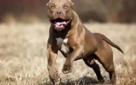 बीकानेर में महिला पुलिसकर्मी पर पिटबुल डॉग का खतरनाक हमला: जांच के दौरान हाथ-पैर कटवाए, मां-बेटी ने कुत्ता छोड़कर खुद घर में बंद हो गईं; FIR दर्ज