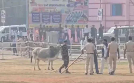बेगूसराय में CM नीतीश कुमार की सुरक्षा में बड़ी चूक: हेलीपैड पर घुसा आवारा बैल, पुलिसकर्मियों को दौड़ाया; एक जवान फायर ब्रिगेड पर चढ़कर बचाया जान