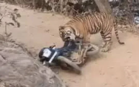 रणथंभौर में टाइगर से आमना-सामना: जान बचाकर भागे वनकर्मी, गुस्से में बाइक को बना डाला शिकार