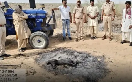 जैसलमेर में दुर्लभ कैरेकल बिल्ली की क्रूर हत्या: मारकर जलाया, वीडियो सोशल मीडिया पर वायरल, तीन आरोपी गिरफ्तार