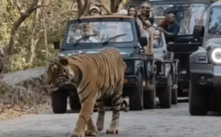 रणथंभौर टाइगर रिजर्व में टाइगर ने पर्यटकों का रास्ता रोका, वाहनों की लगी लंबी लाइनें!