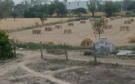 सांभर क्षेत्र में मौसम का यू-टर्न: बूंदाबांदी से किसानों की बढ़ी धड़कनें, रबी की फसल पर संकट के बादल