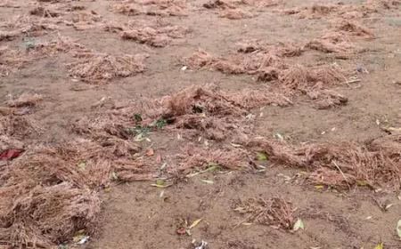 बाड़मेर में कुदरत का कहर: बेमौसम बारिश और ओलावृष्टि से ईसबगोल-जीरे की फसल तबाह, सड़कों पर उतरा अन्नदाता!