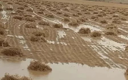 राजस्थान के 8 जिलों में बारिश की चेतावनी: जैसलमेर के खेतों में पानी भर गया, फसलें हुईं खराब; अगले सप्ताह मौसम सूखा रहने की संभावना