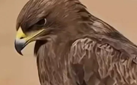 ईरान-इजराइल युद्ध के कारण हजारों स्टेपी ईगल राजस्थान पहुंचे: रेगिस्तानी जिलों में बनाए ठिकाने, बीमारियां फैलने की आशंका