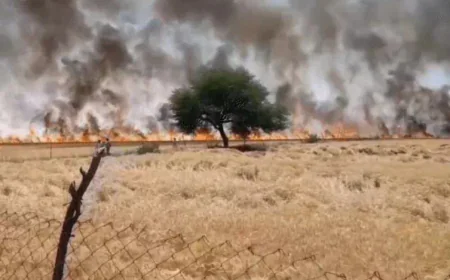 कोटा में डेढ़ सौ बीघा गेहूं की फसल जलकर खाक: खेतों में शॉर्ट सर्किट से लगी भीषण आग, किसानों का लाखों का नुकसान