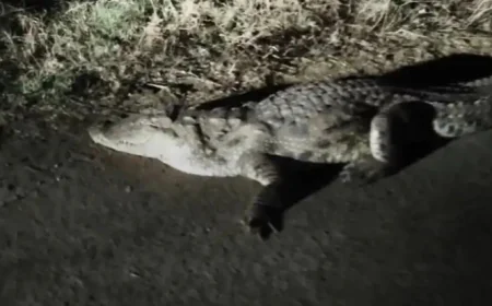 बांसवाड़ा के आबादी क्षेत्र में घुसा 7 फीट लंबा मगरमच्छ, कुत्तों की भौंकने की आवाज पर हुआ खुलासा; 2 घंटे की मुश्किल रेस्क्यू के बाद चाप नदी में छोड़ा गया