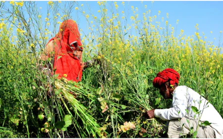 राजस्थान के किसानों की बल्ले-बल्ले! अब 24 जिलों में दिन में मिलेगी बिजली, CM भजनलाल शर्मा का बड़ा ऐलान