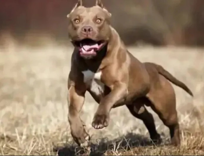 बीकानेर में महिला पुलिसकर्मी पर पिटबुल डॉग का खतरनाक हमला: जांच के दौरान हाथ-पैर कटवाए, मां-बेटी ने कुत्ता छोड़कर खुद घर में बंद हो गईं; FIR दर्ज