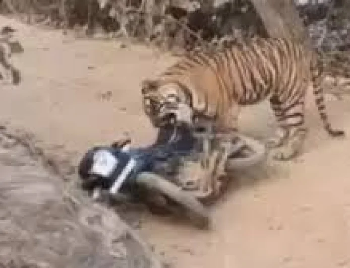 रणथंभौर में टाइगर से आमना-सामना: जान बचाकर भागे वनकर्मी, गुस्से में बाइक को बना डाला शिकार