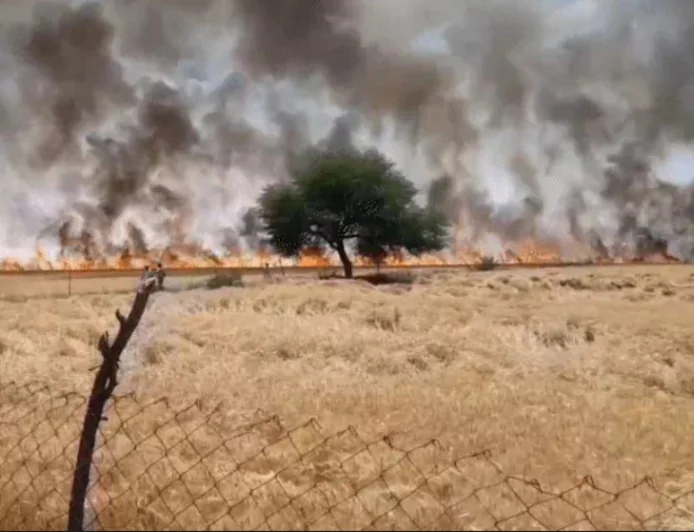 कोटा में डेढ़ सौ बीघा गेहूं की फसल जलकर खाक: खेतों में शॉर्ट सर्किट से लगी भीषण आग, किसानों का लाखों का नुकसान